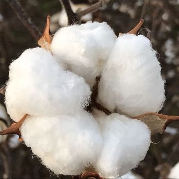 Cotton